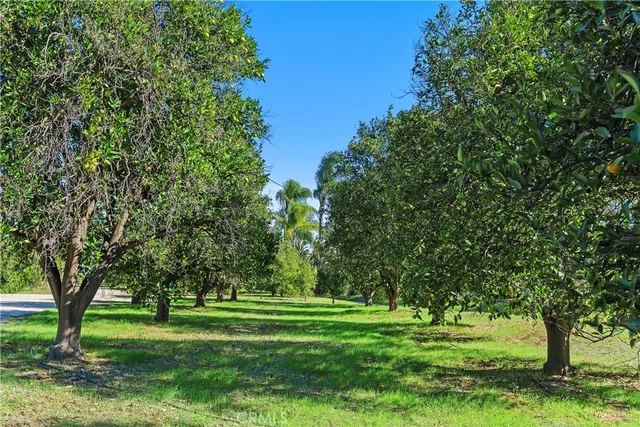 a big yard with trees