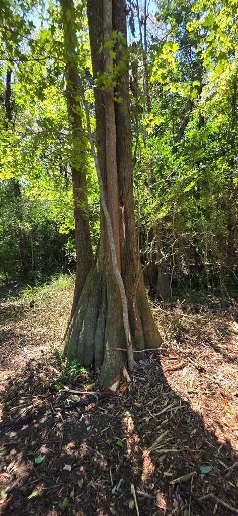 Lot 7 Acres Grady Garner Road Slocomb, AL 36375 - Photo 50 of 58
