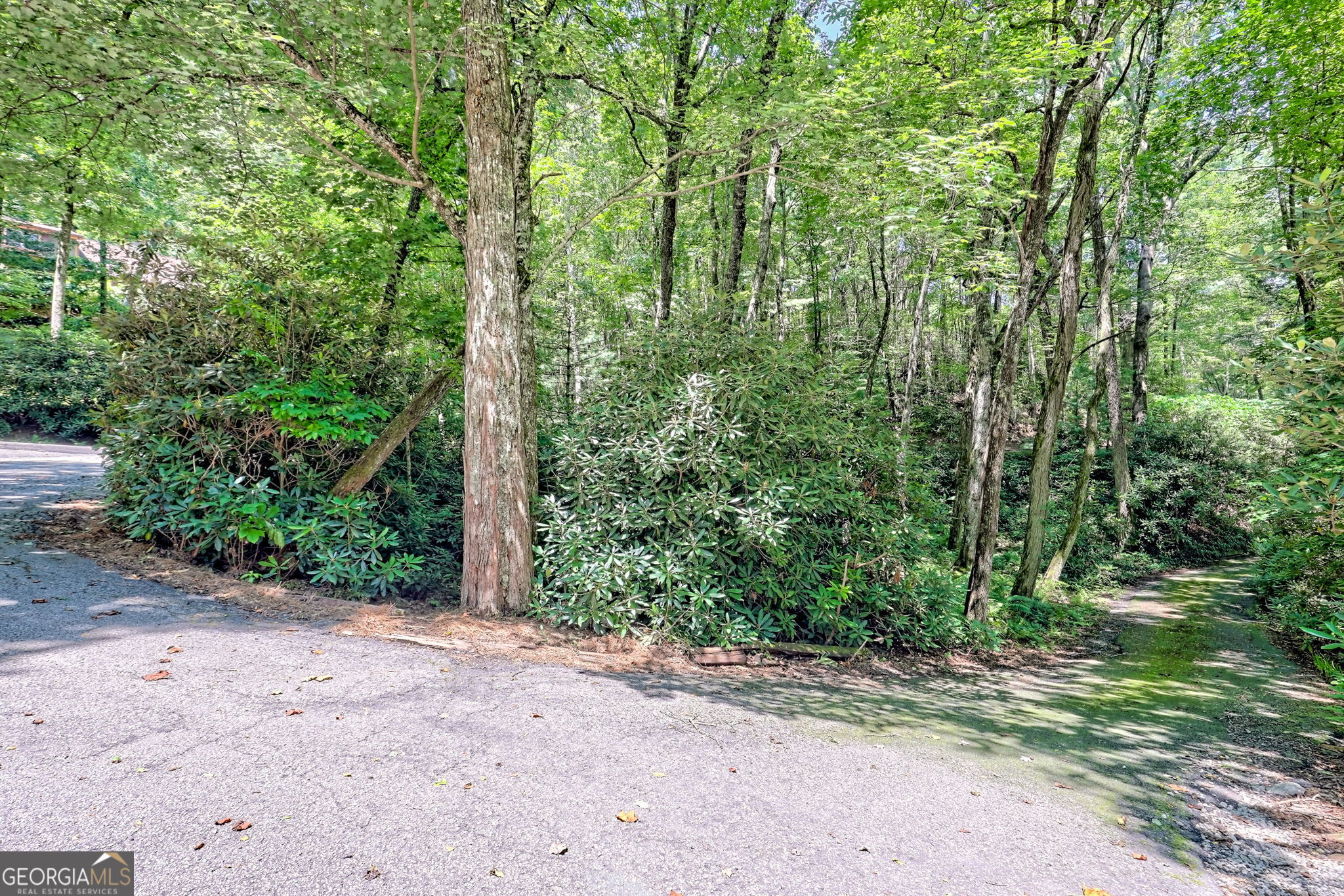 850 Ridgepole Drive Sky Valley, GA 30537 - Photo 54 of 73 a view of a forest with trees