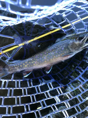 $40,000 | Lot 1 Church Road, Oxbow, ME 04764