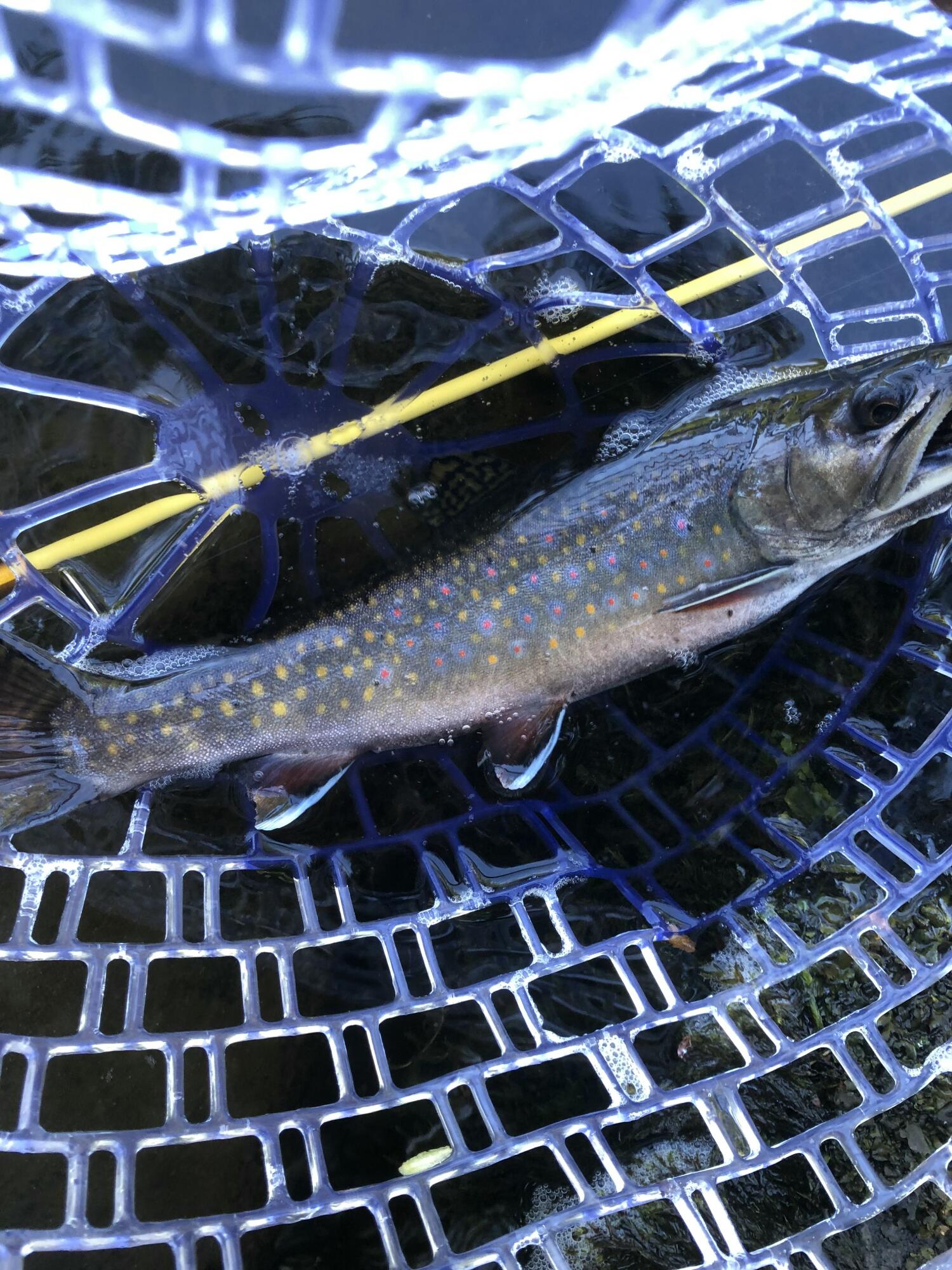 Lot 1 Church Road Oxbow, ME 04764 - Photo 19 of 19 IMG_3994