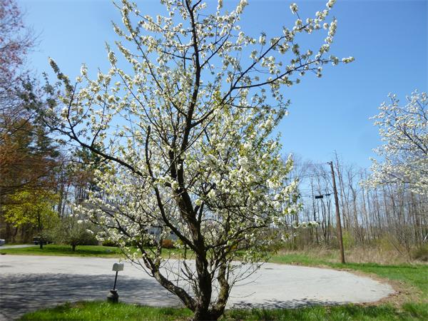 19 Regis Road Tewksbury, MA 01876 - Photo 17 of 17 Gallery Image 17