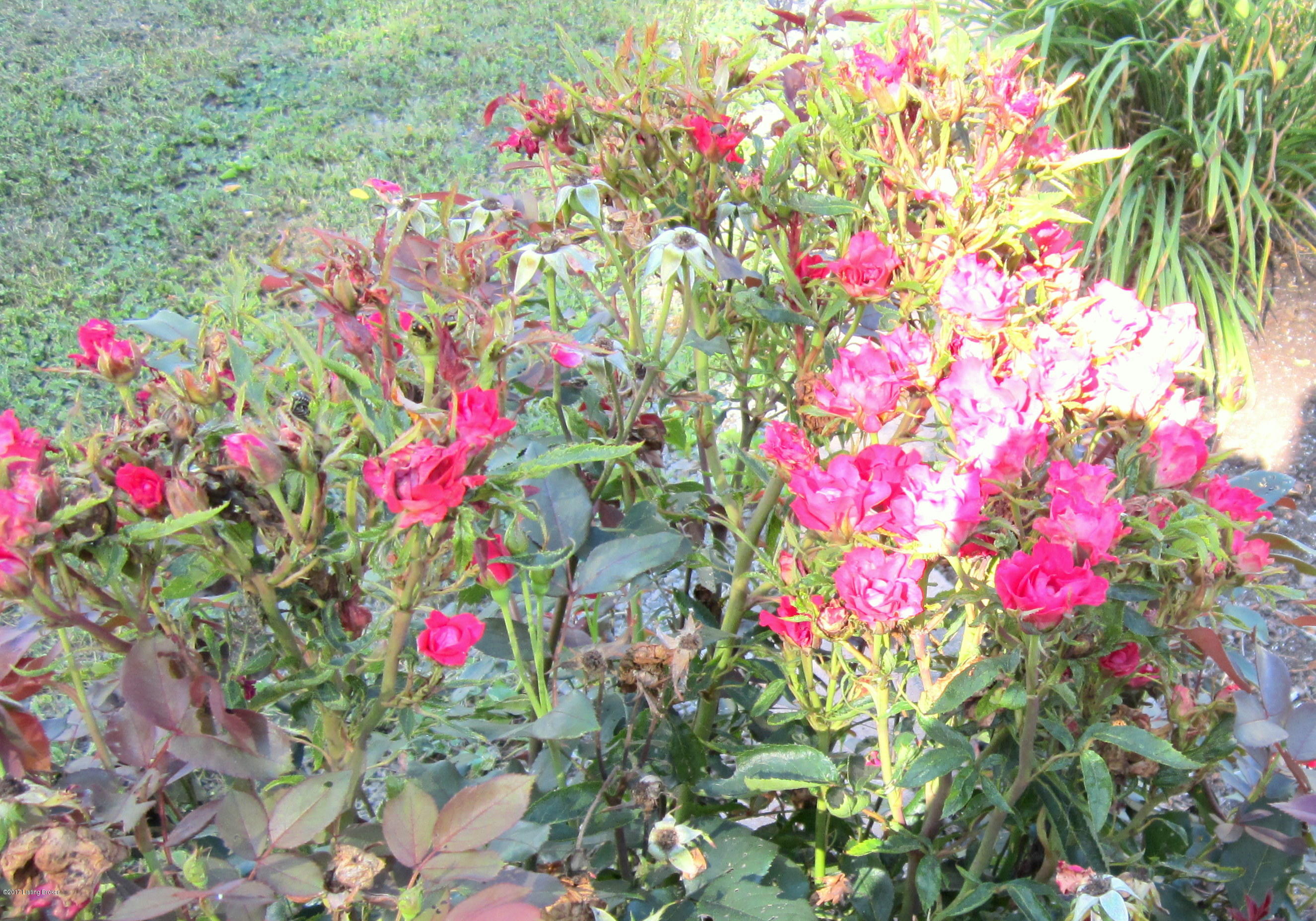 5123 Cane Run Road Louisville, KY 40216 - Photo 40 of 45 cane run flowers 2