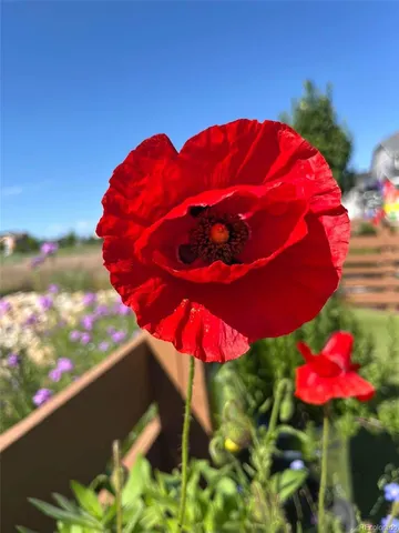 $779,000 | 732 Boulder Peak Avenue, Erie, CO 80516