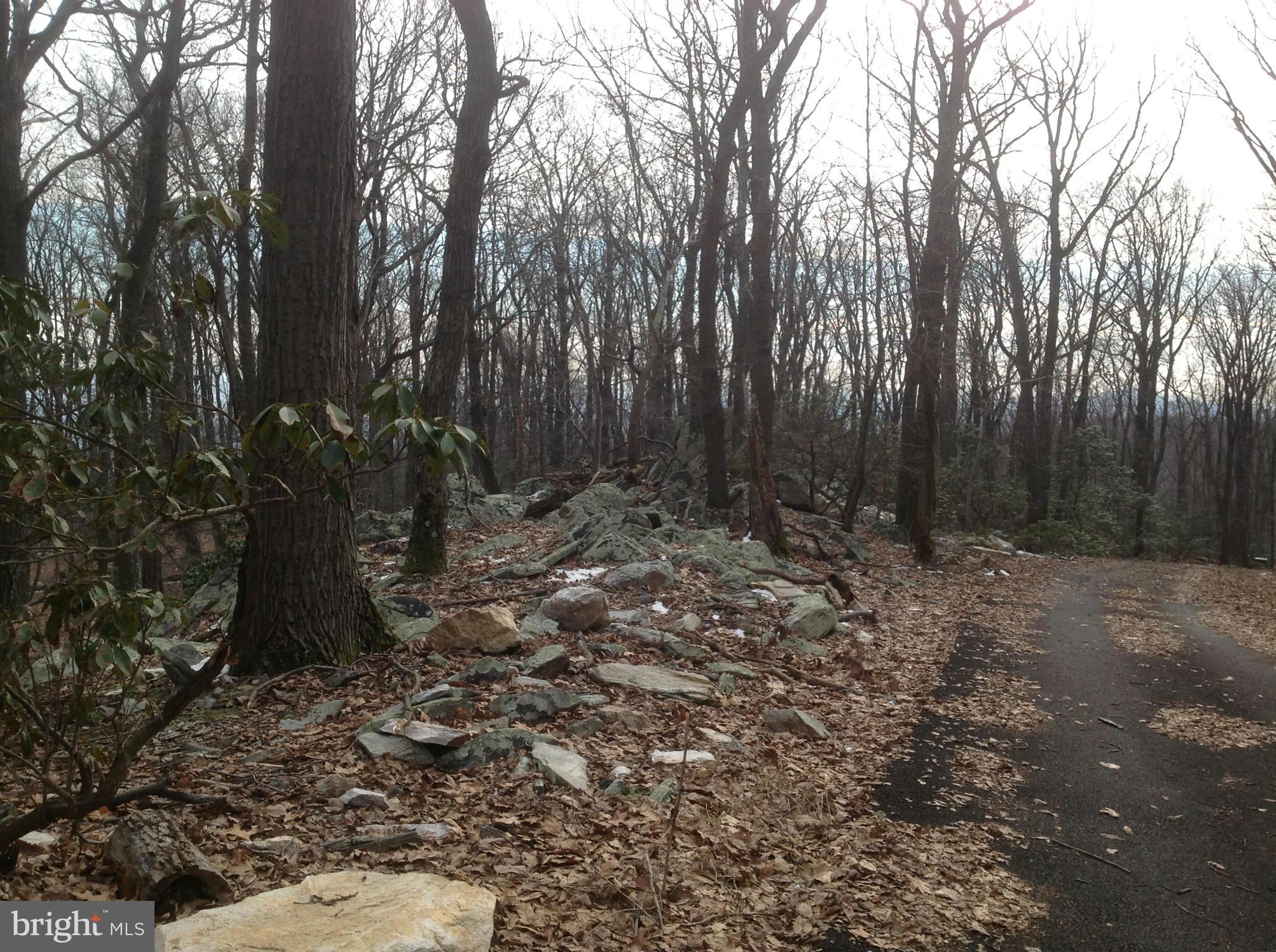 7835 Jackson Mountain Road Frederick, MD 21702 - Photo 5 of 30 a view of a forest with trees in the background