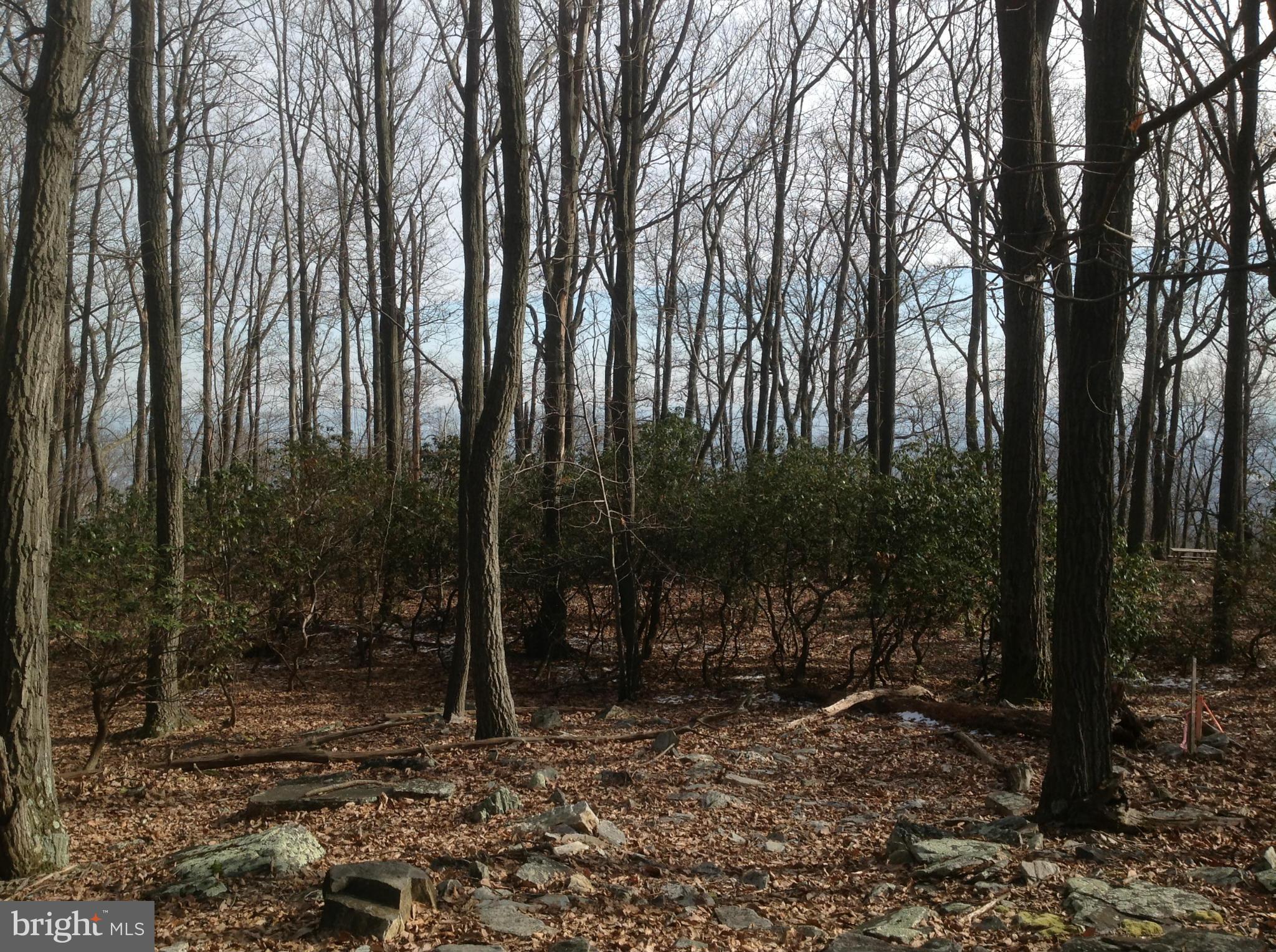 7835 Jackson Mountain Road Frederick, MD 21702 - Photo 10 of 30 a view of a forest with trees in the background