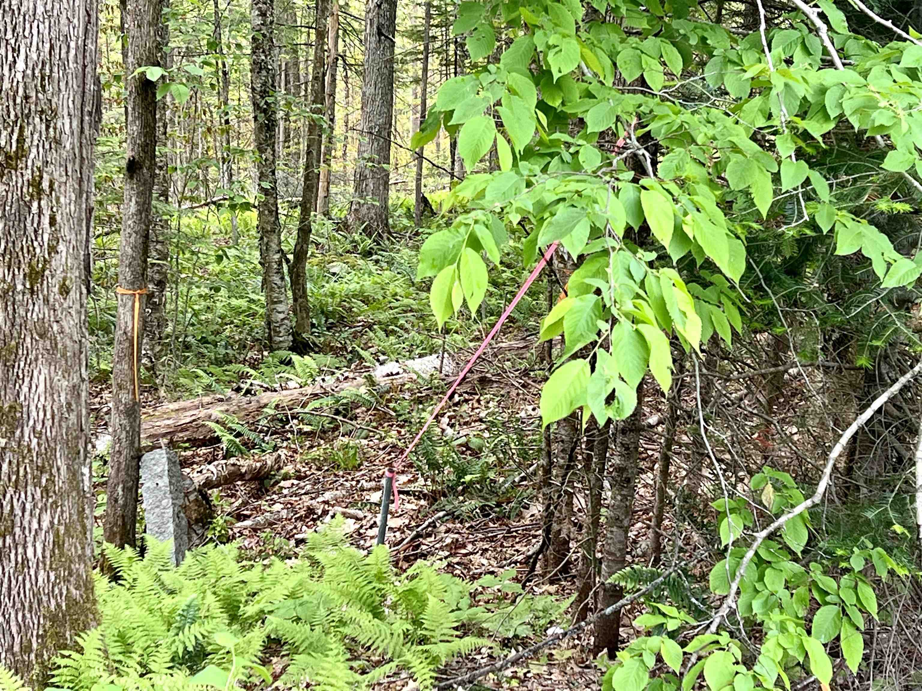 0 Tyler Farm Road Bradford, VT 05033 - Photo 6 of 8
