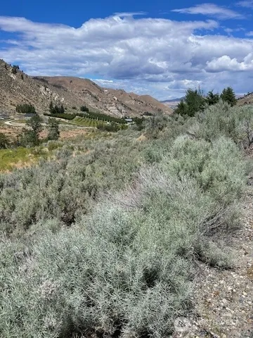 a view of a field with trees in background