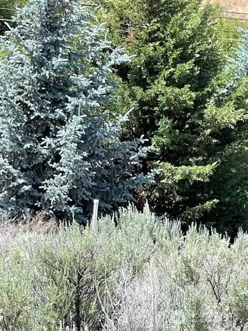 a view of a dry yard with trees