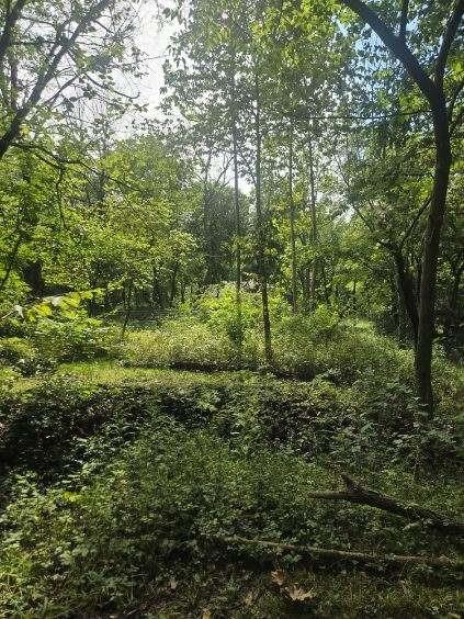 1685 Northwest 785th Road Bates City, MO 64011 - Photo 50 of 62