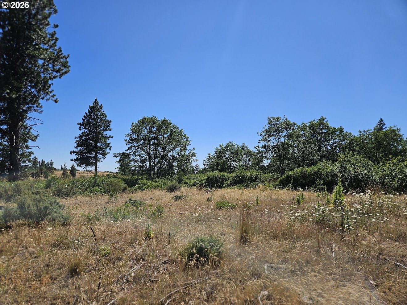 67 Timber Lane Roosevelt, WA 99356 - Photo 13 of 37 a view of a covered with trees in the background