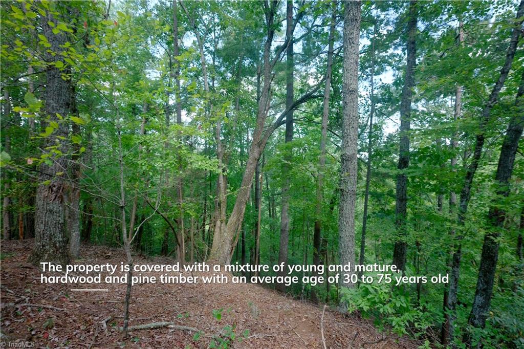 1960 Rich Mountain Road Morganton, NC 28655 - Photo 5 of 41