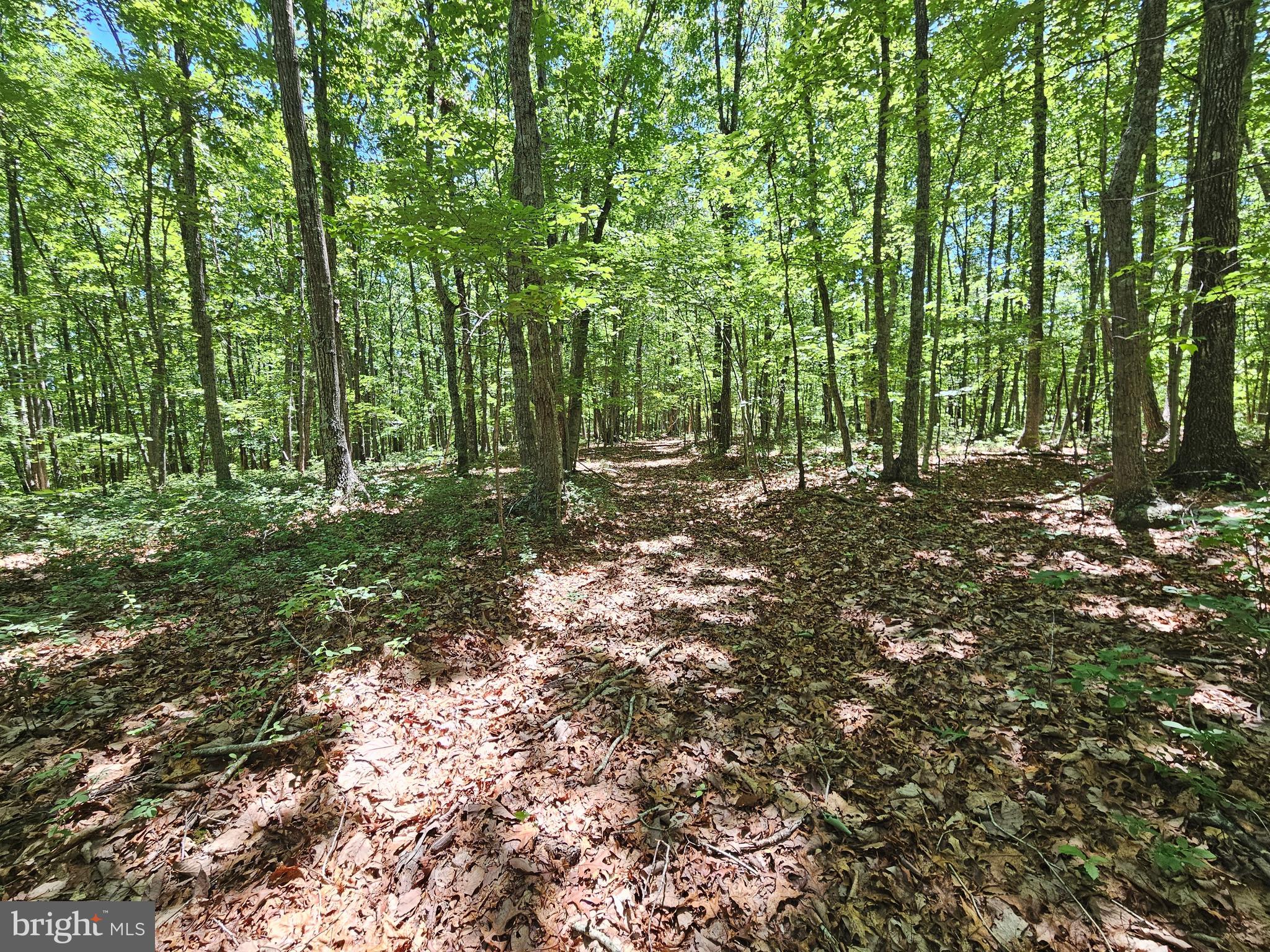 15-ac Manteo Road Buckingham, VA 23921 - Photo 11 of 18
