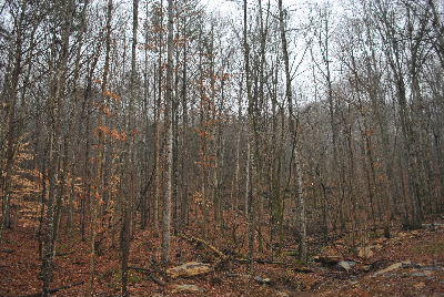 2111 Newsome Gap Road Rising Fawn, GA 30738 - Photo 1 of 5 DSC_0243