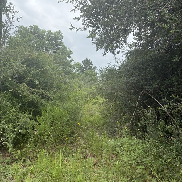 0 Highway 35 Angleton, TX 77515 - Photo 5 of 8 Gallery Image 5