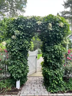 a pathway of a house with flower plants