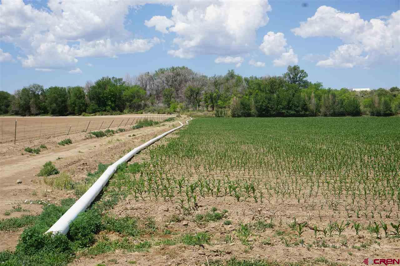 Lot 1 5600th Road Olathe, CO 81425 - Photo 2 of 7 a view of a yard with an trees