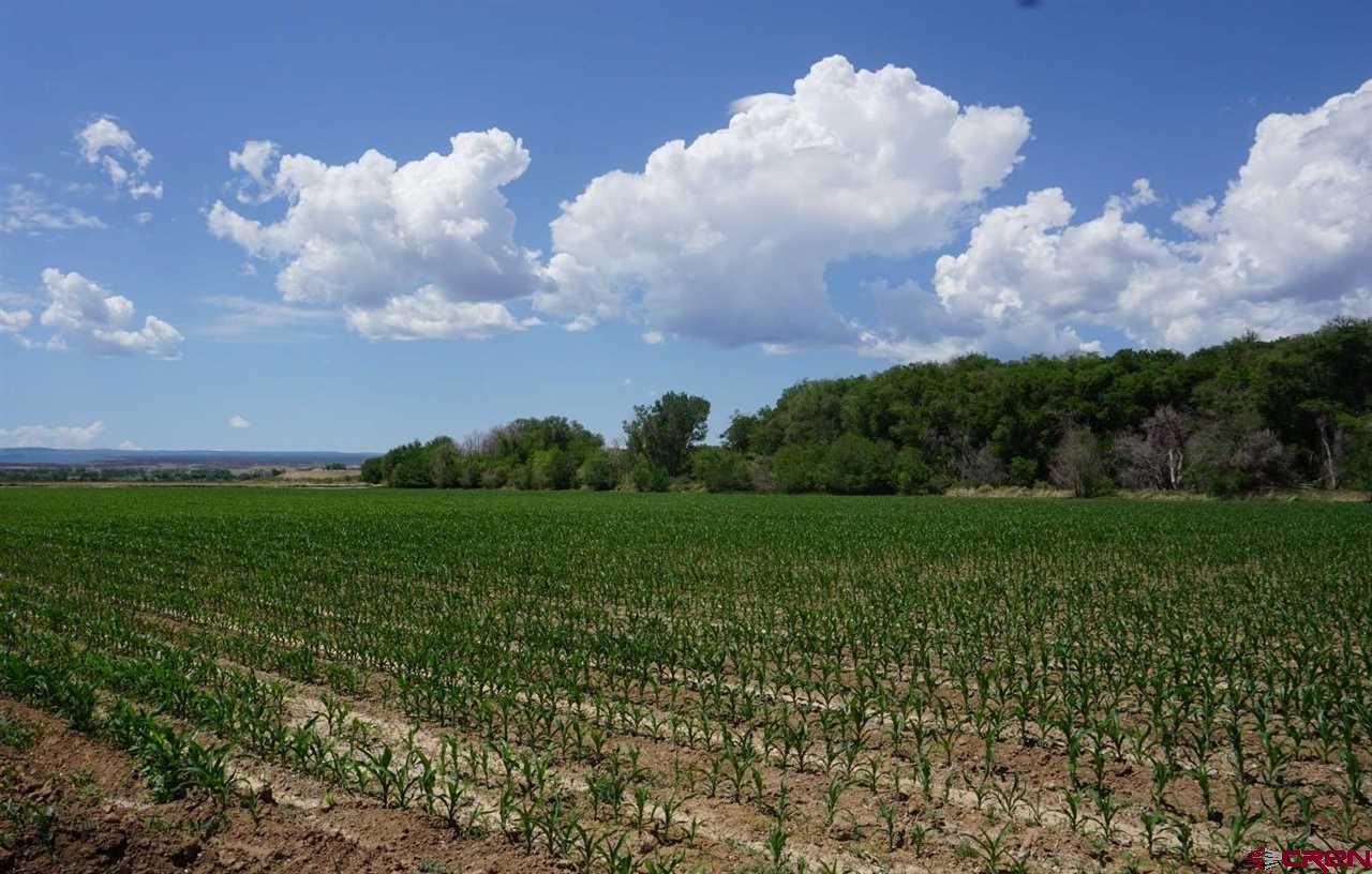 Lot 1 5600th Road Olathe, CO 81425 - Photo 3 of 7 a view of a bunch of trees in background