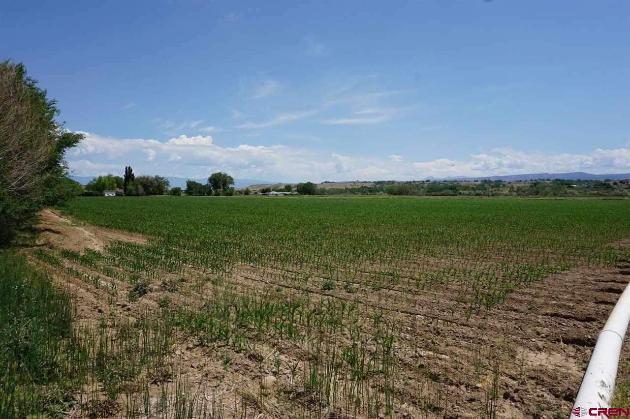 Lot 1 5600th Road Olathe, CO 81425 - Photo 4 of 7 a view of a big yard with a large trees