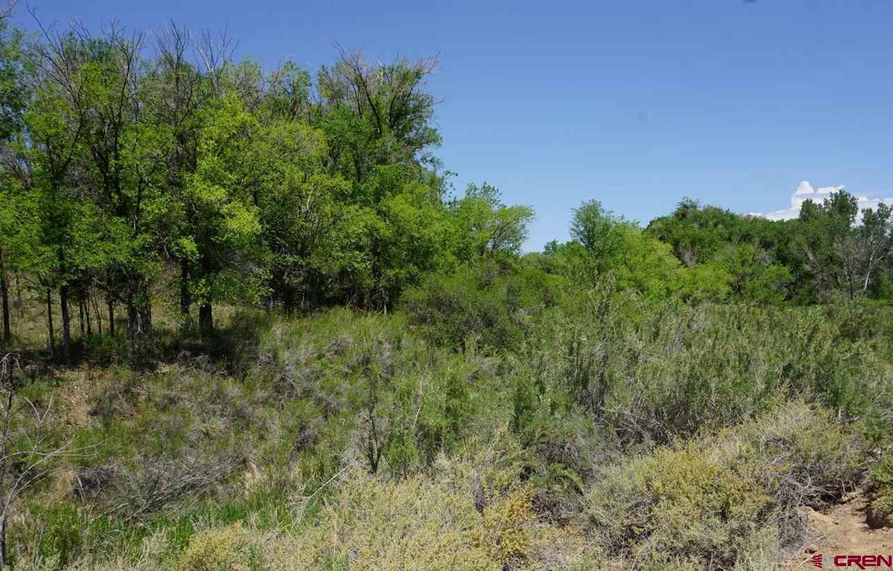 Lot 1 5600th Road Olathe, CO 81425 - Photo 6 of 7 a view of a lush green forest with lots of trees