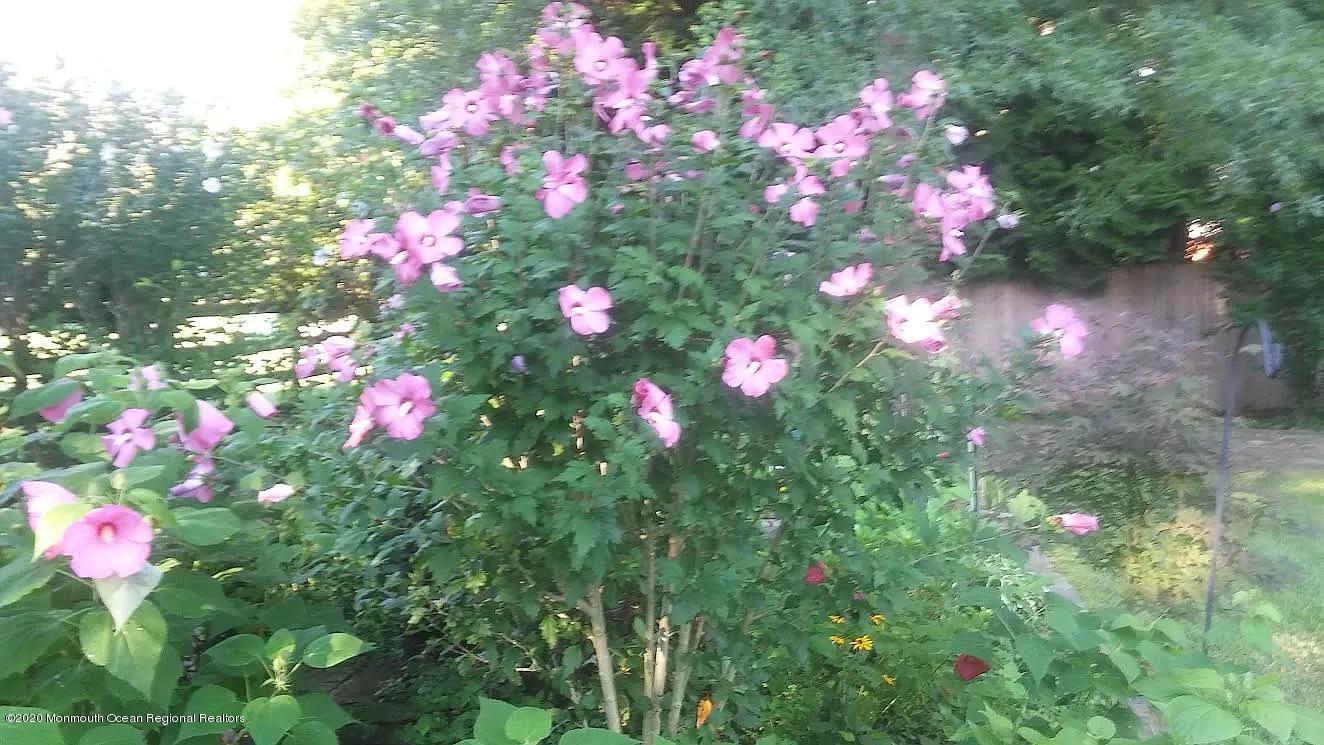 16 Crine Road Colts Neck, NJ 07722 - Photo 23 of 24 Backyard