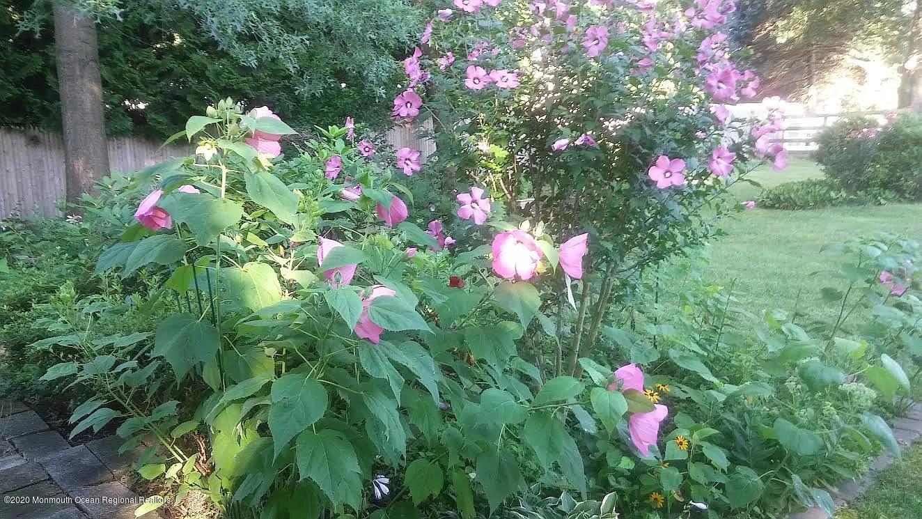 16 Crine Road Colts Neck, NJ 07722 - Photo 24 of 24 Backyard