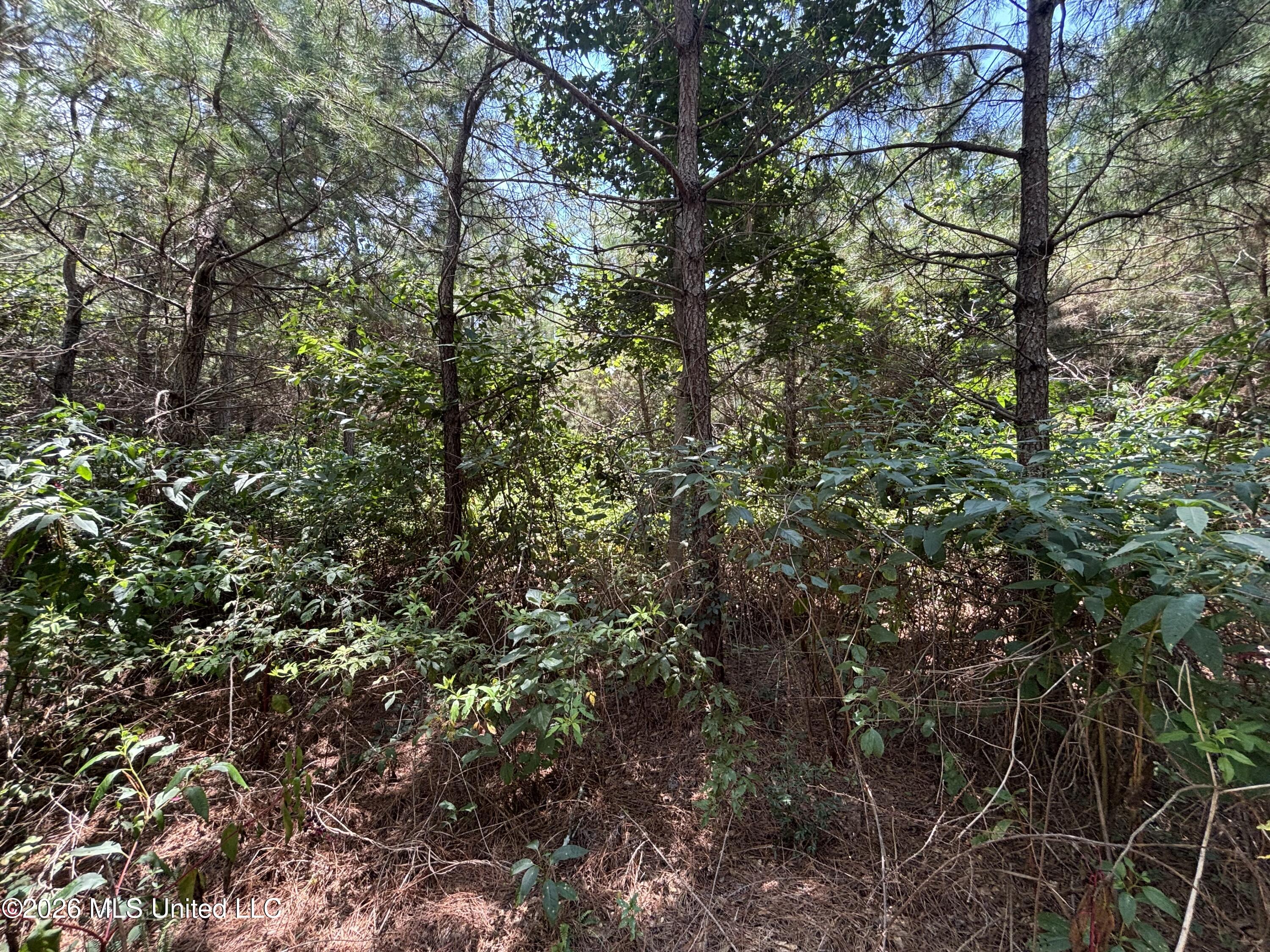 131 B County Road Morton, MS 39117 - Photo 24 of 25 IMG_4848