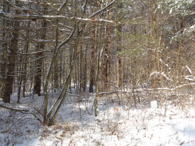 5151 Landis Road Hartsville, NY 14843 - Photo 3 of 16