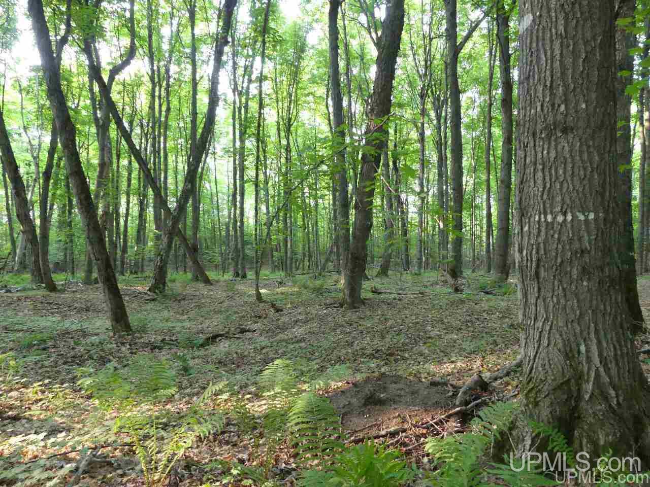 1 County Road 58 Road Grand Marais, MI 49839 - Photo 10 of 25 Gallery Image 10