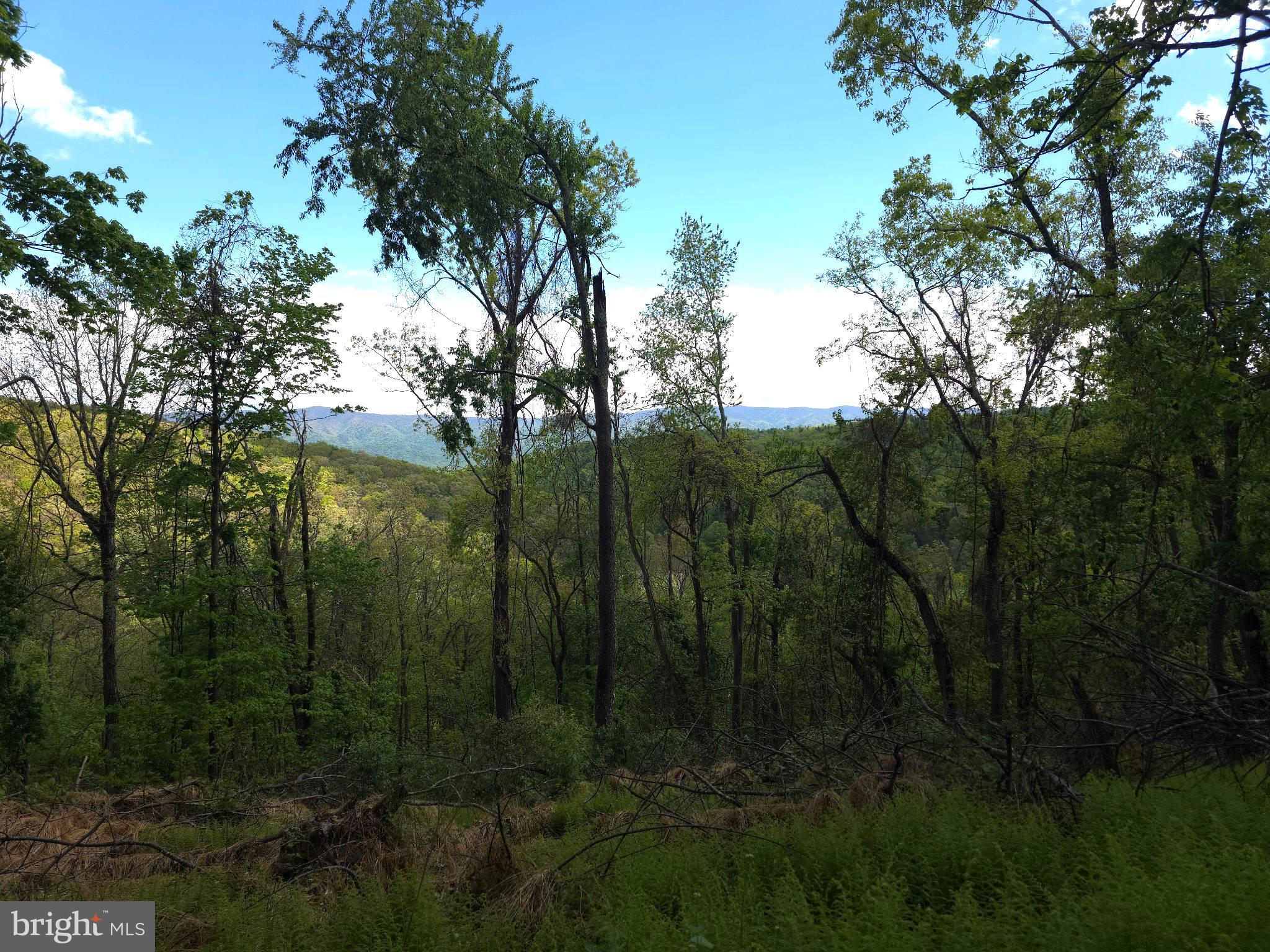 152 Sharp Ridge Lane Franklin, WV 26807 - Photo 2 of 53 a view of a forest