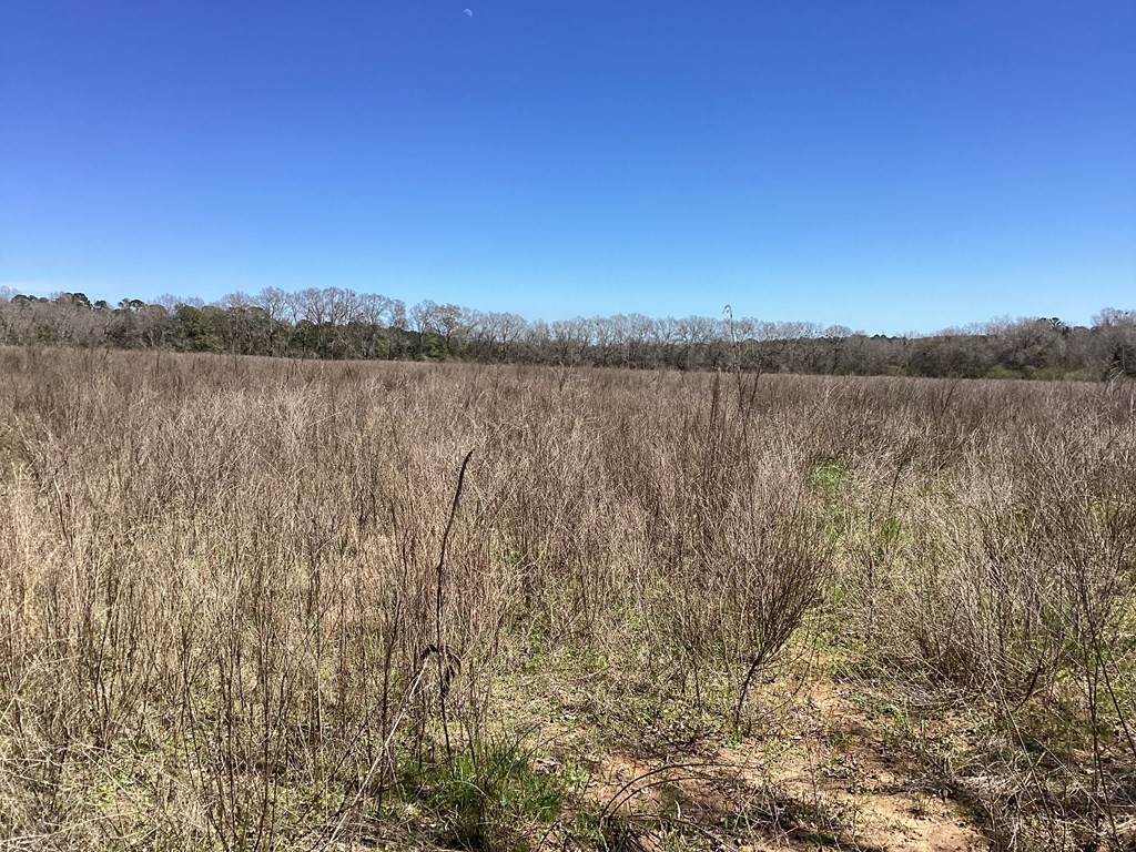 0 Benton Store Road Columbia, AL 36319 - Photo 15 of 24