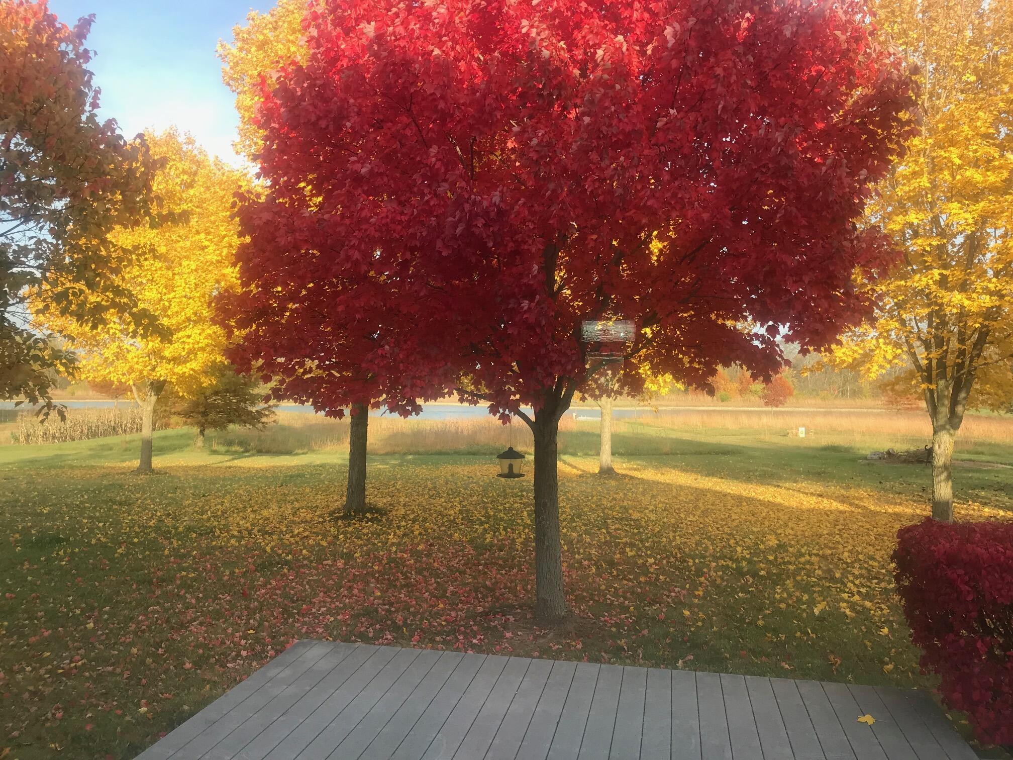 1855 Spring Valley Road London, OH 43140 - Photo 43 of 54 Fall Tree Photo