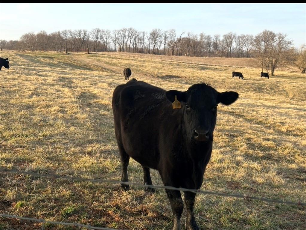 18031 State Route Cosby, MO 64436 - Photo 50 of 56