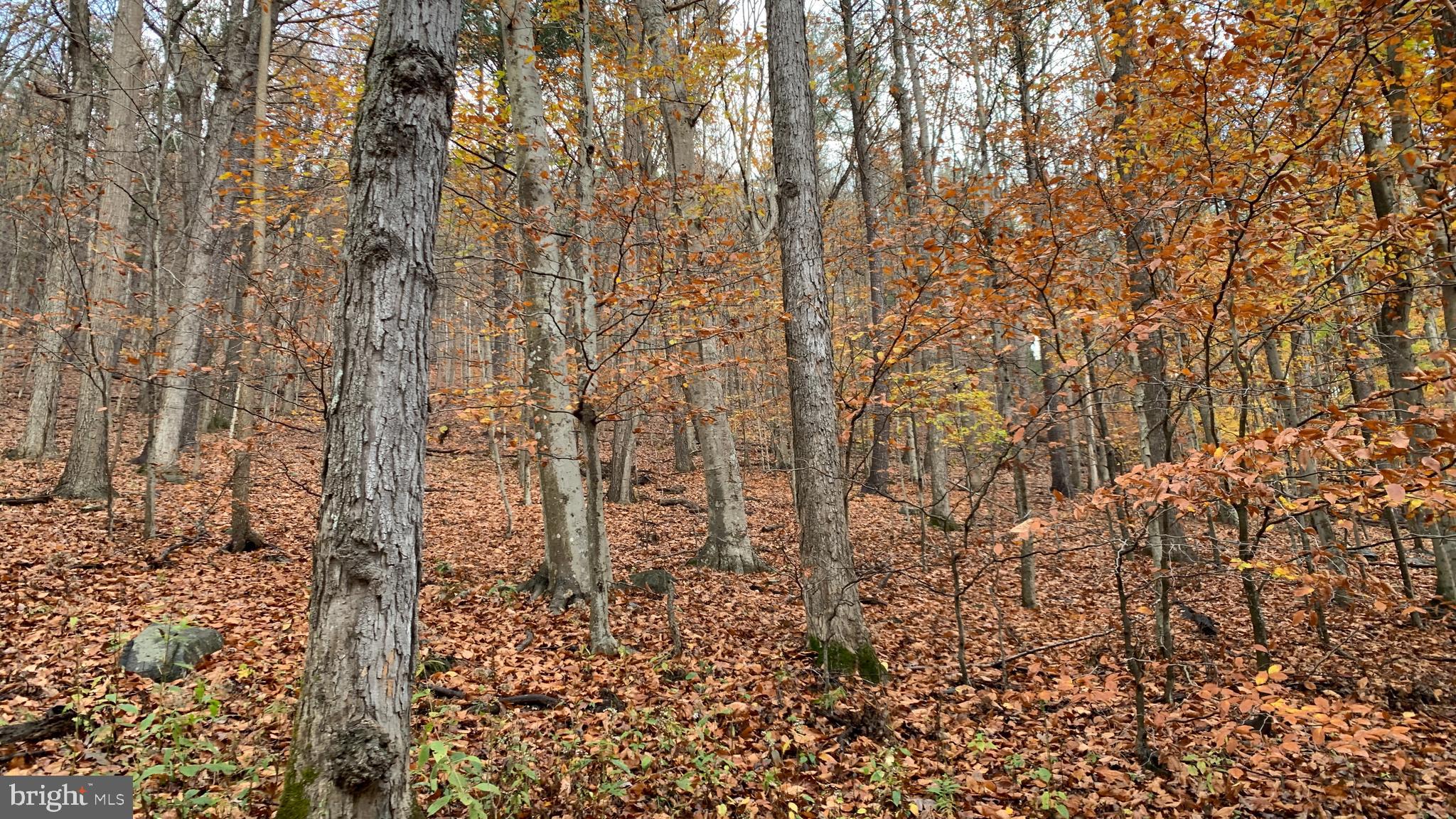 Crooked Run Rd Mount Basye, VA 22810 - Photo 14 of 37