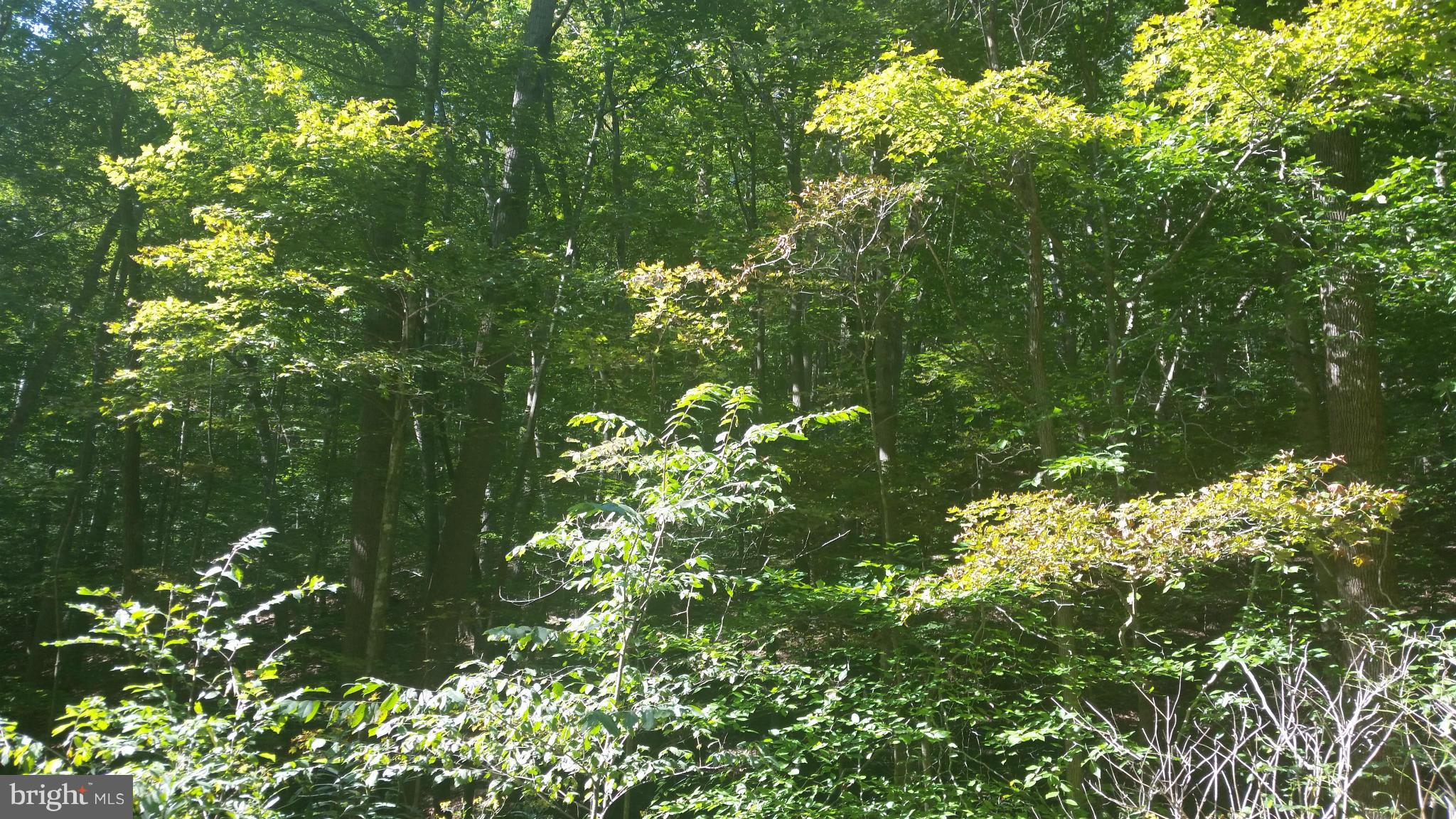 Crooked Run Rd Mount Basye, VA 22810 - Photo 19 of 37 View