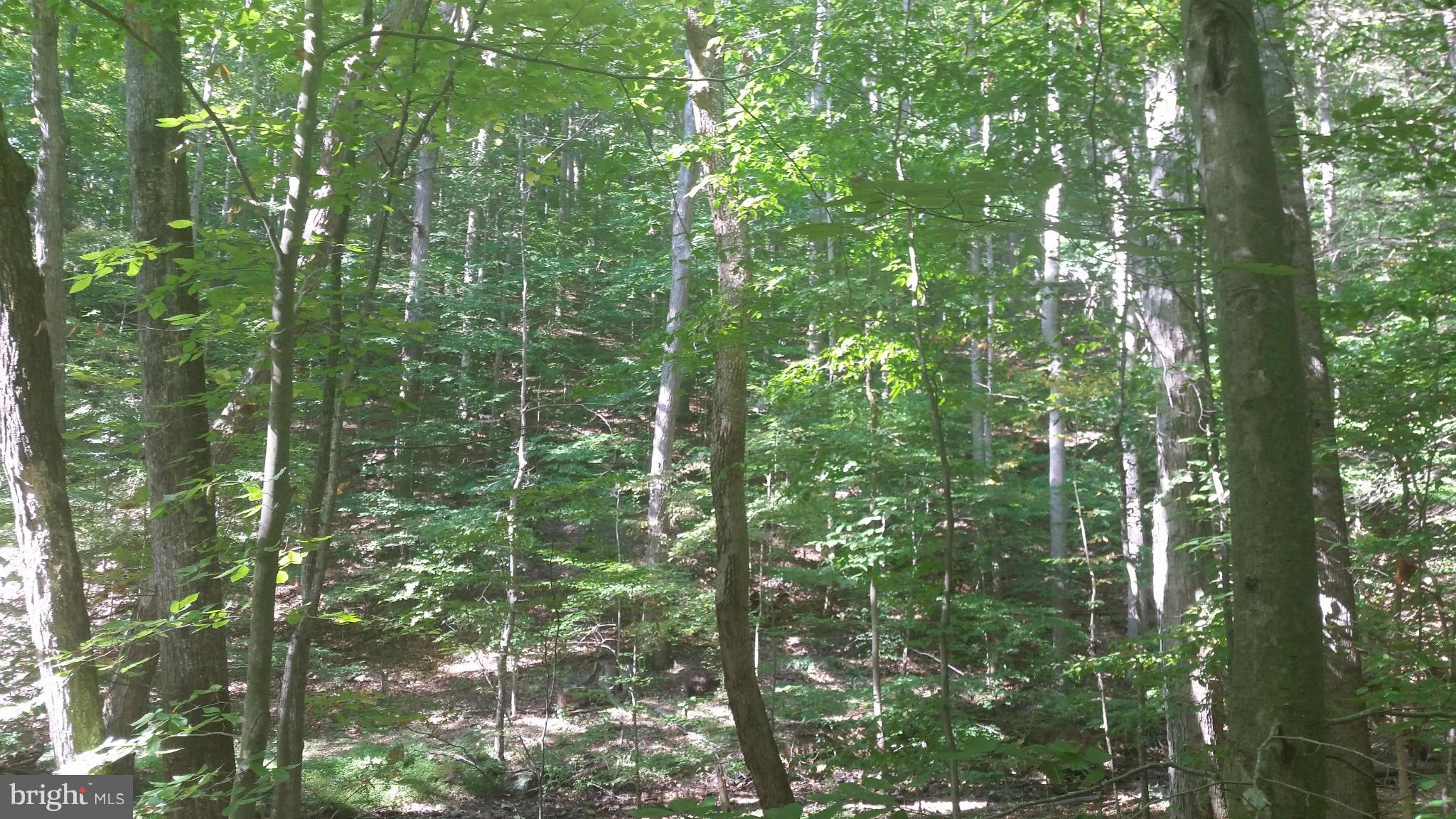 Crooked Run Rd Mount Basye, VA 22810 - Photo 23 of 37 View