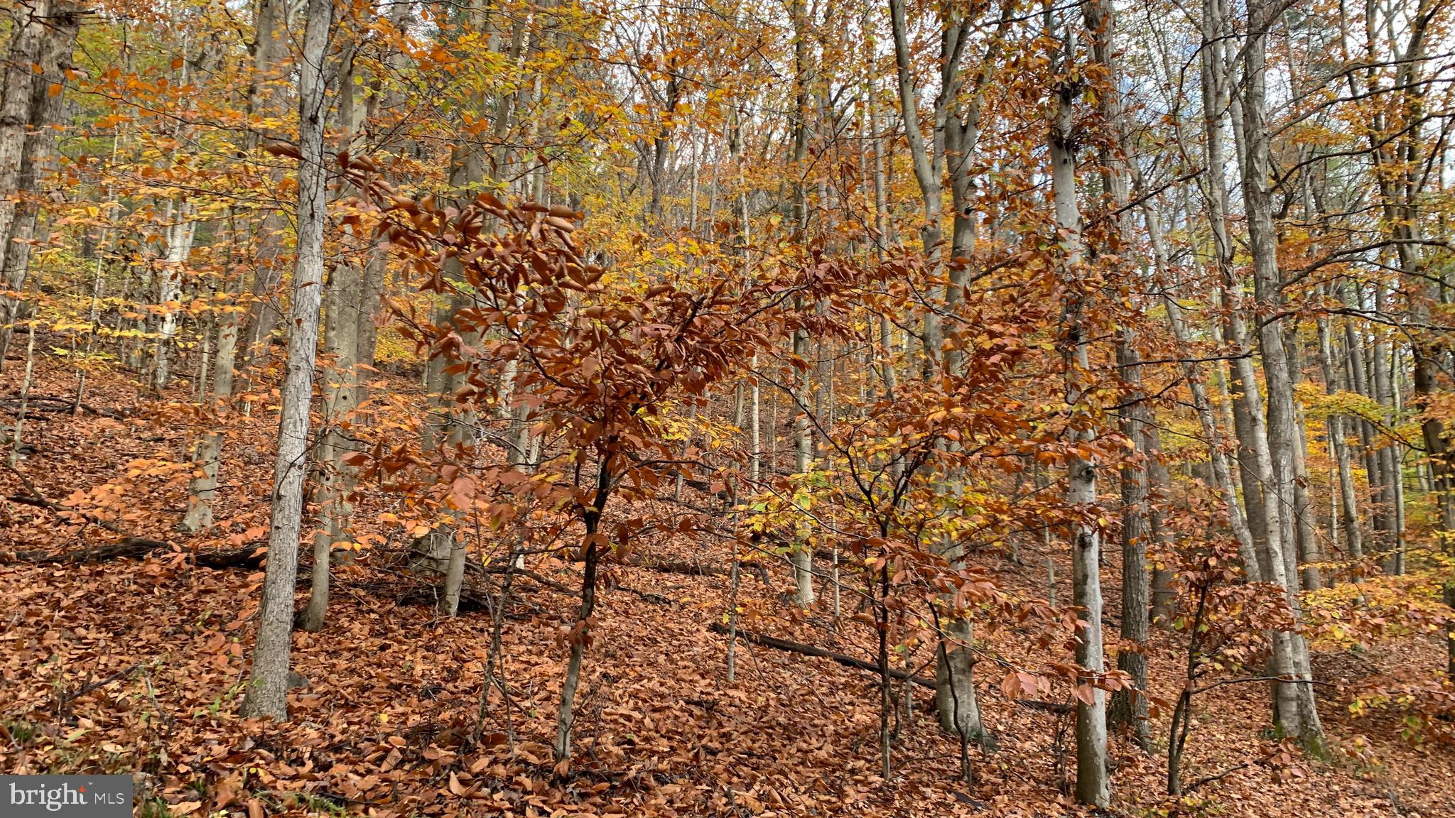 Crooked Run Rd Mount Basye, VA 22810 - Photo 3 of 37
