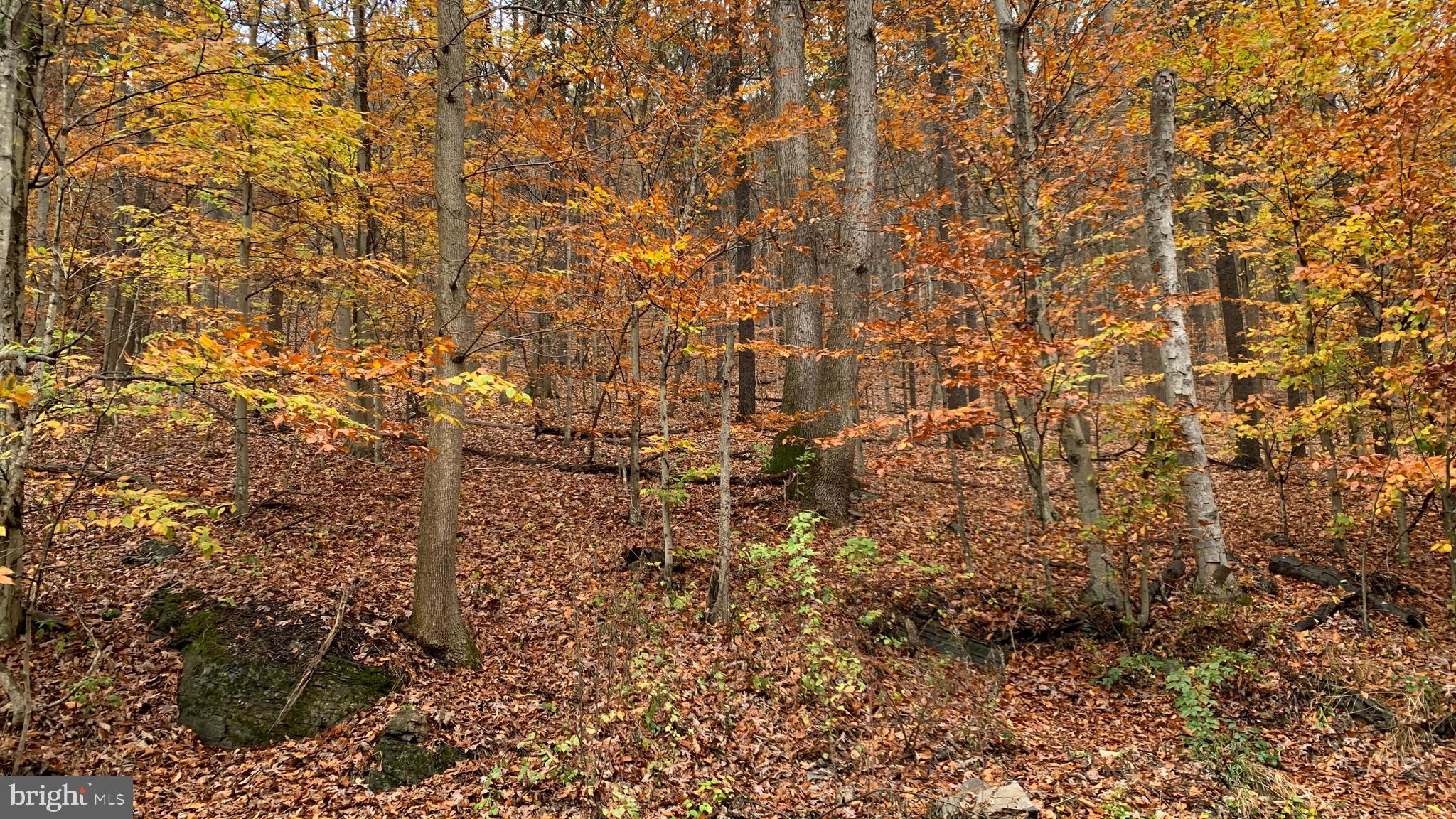 Crooked Run Rd Mount Basye, VA 22810 - Photo 5 of 37