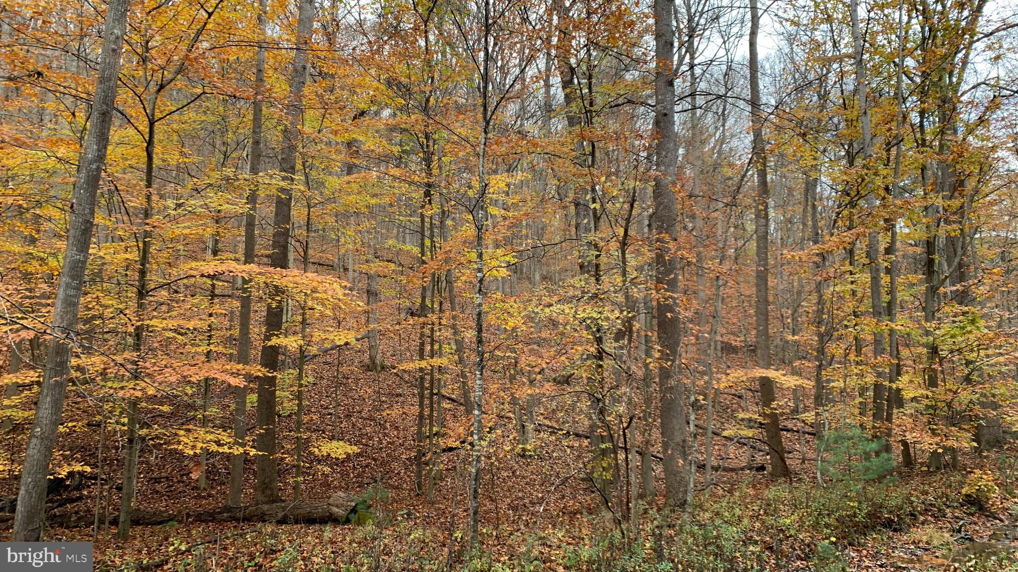 Crooked Run Rd Mount Basye, VA 22810 - Photo 9 of 37