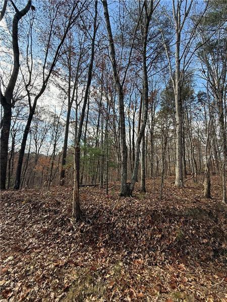 0 Orchard Road Jasper, GA 30143 - Photo 5 of 18