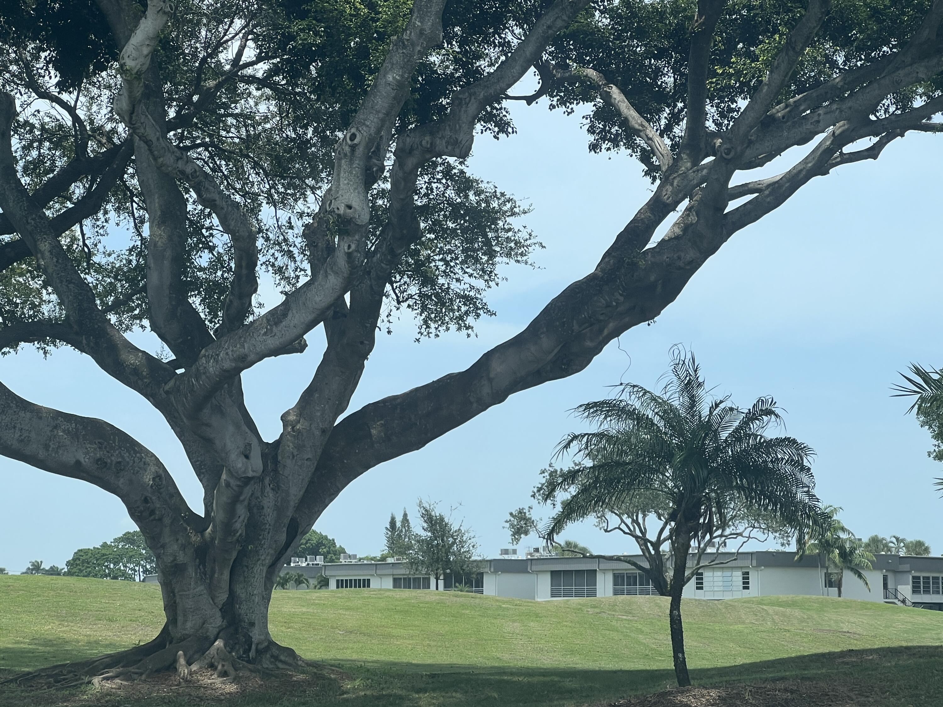 652 Flanders North Delray Beach, FL 33484 - Photo 2 of 27 a view of a yard in front of a house with a large tree