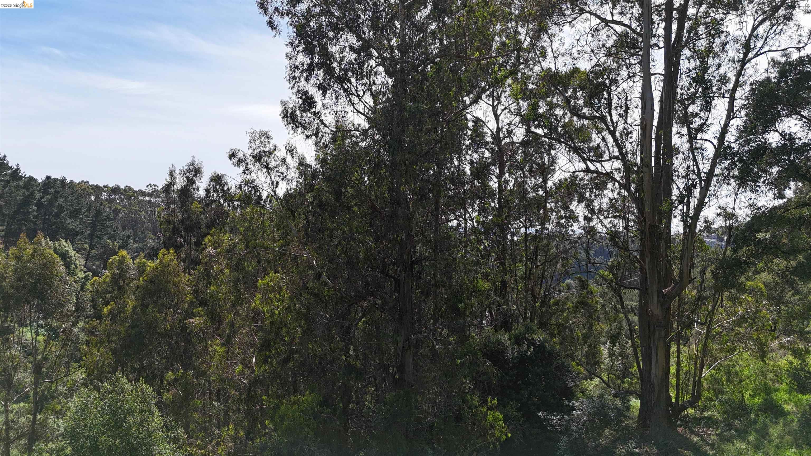 2551 Tunnel Road Oakland, CA 94611 - Photo 5 of 15 a view of forest
