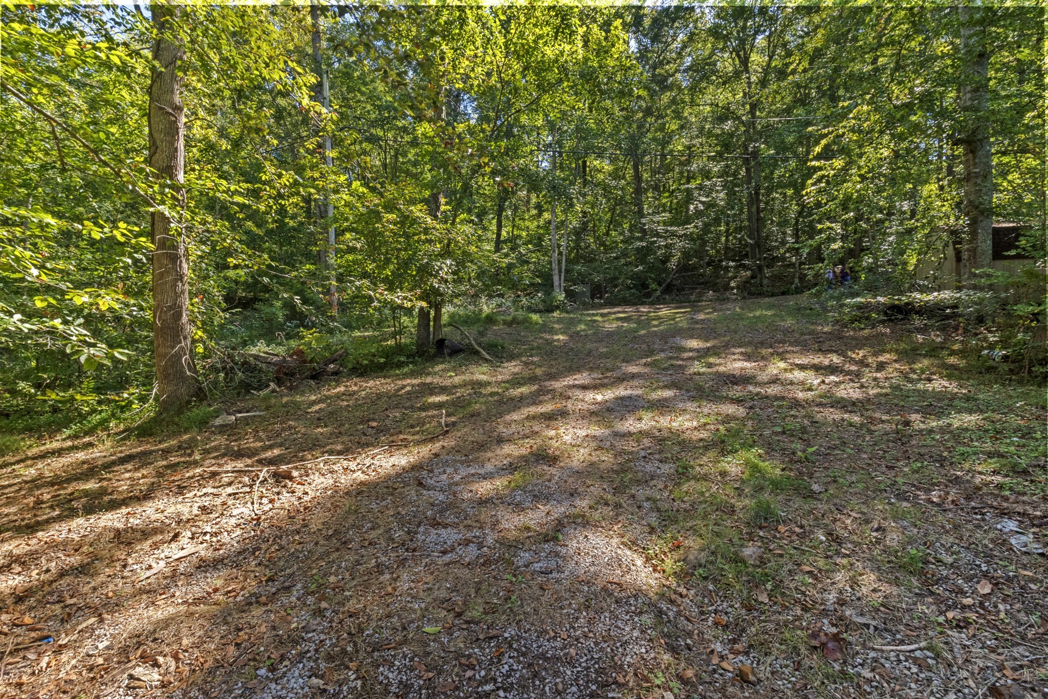 294 Cherokee Boat Dock Road Lewisburg, KY 42256 - Photo 6 of 21 a view of a yard with a tree