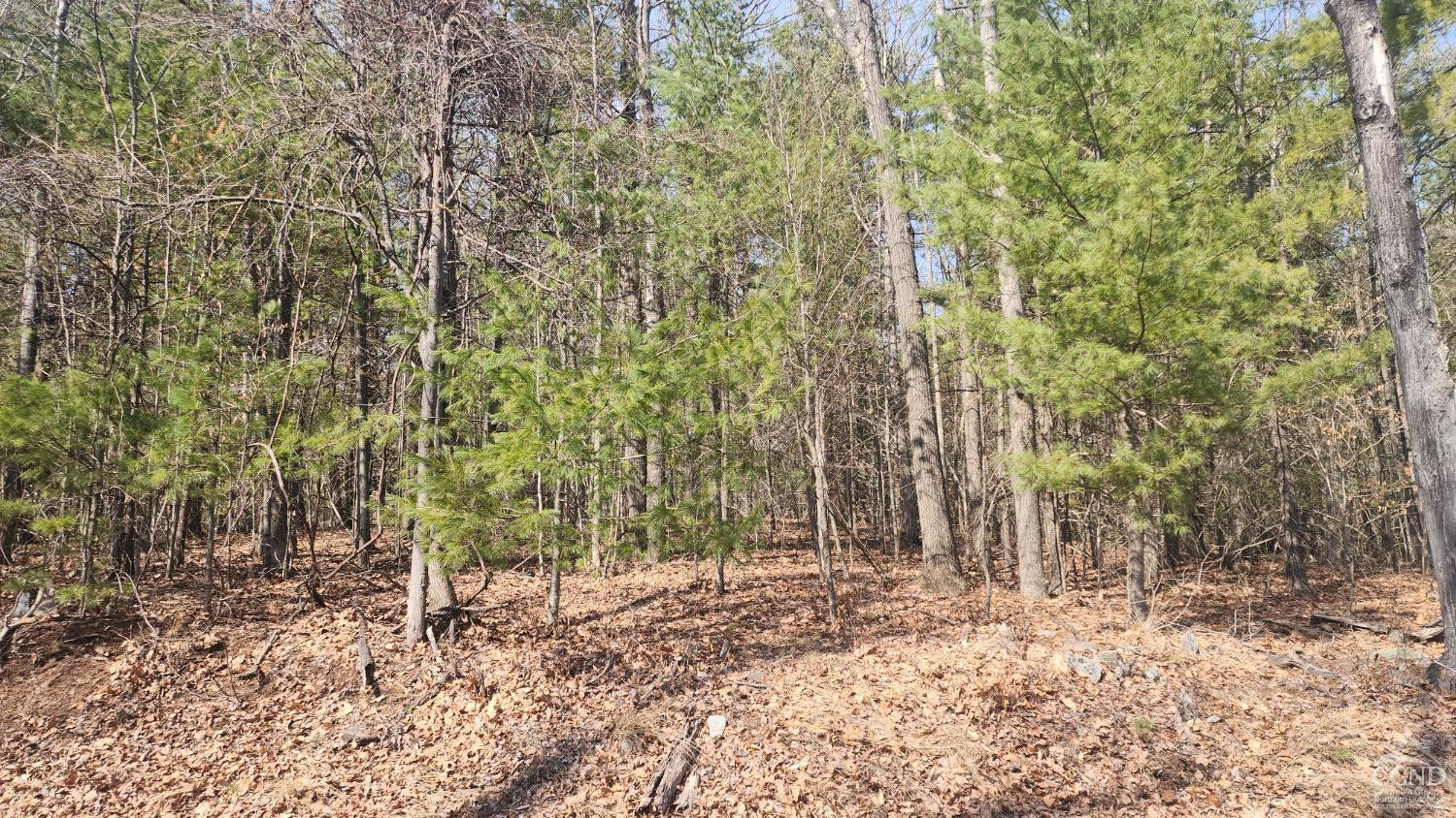 Undisclosed Address Durham, NY 12423 - Photo 5 of 9 a backyard of a house with lots of trees