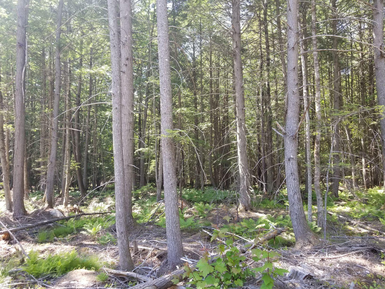0 Upper Tarbox Road Hollis Center, ME 04042 - Photo 31 of 47 Lot uncut area 5