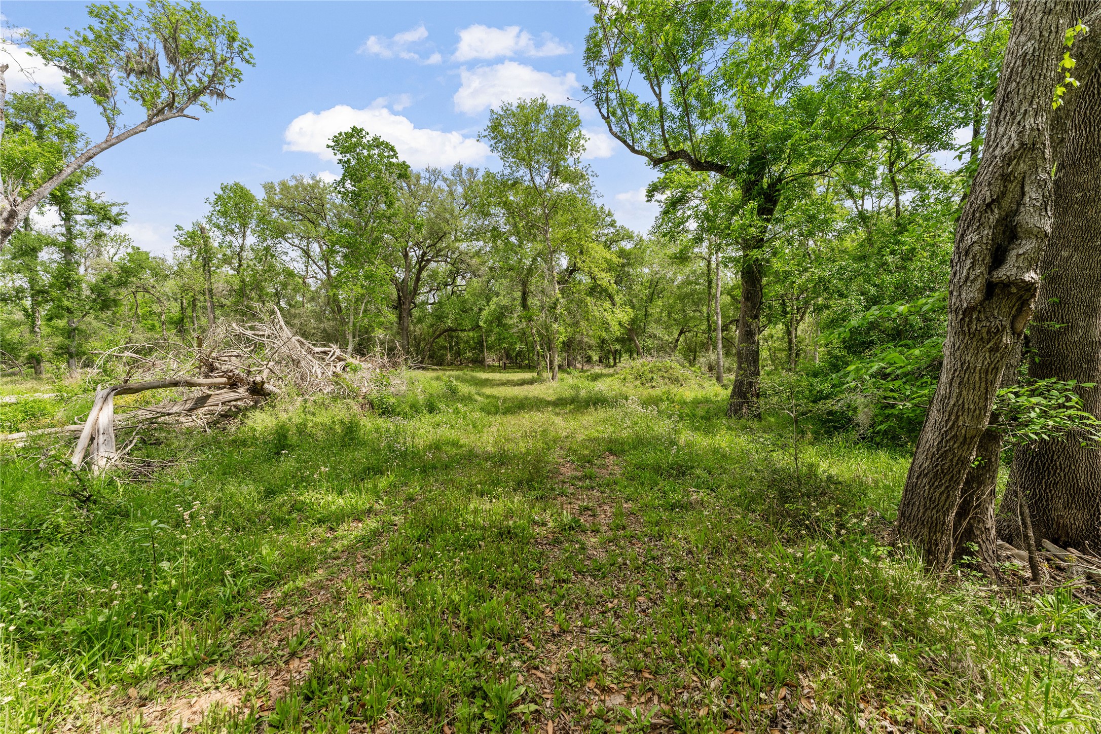 0 King's Oak Drive Damon, TX 77430 - Photo 13 of 29