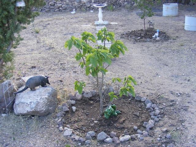 1 8241st Concho, AZ 85924 - Photo 28 of 66