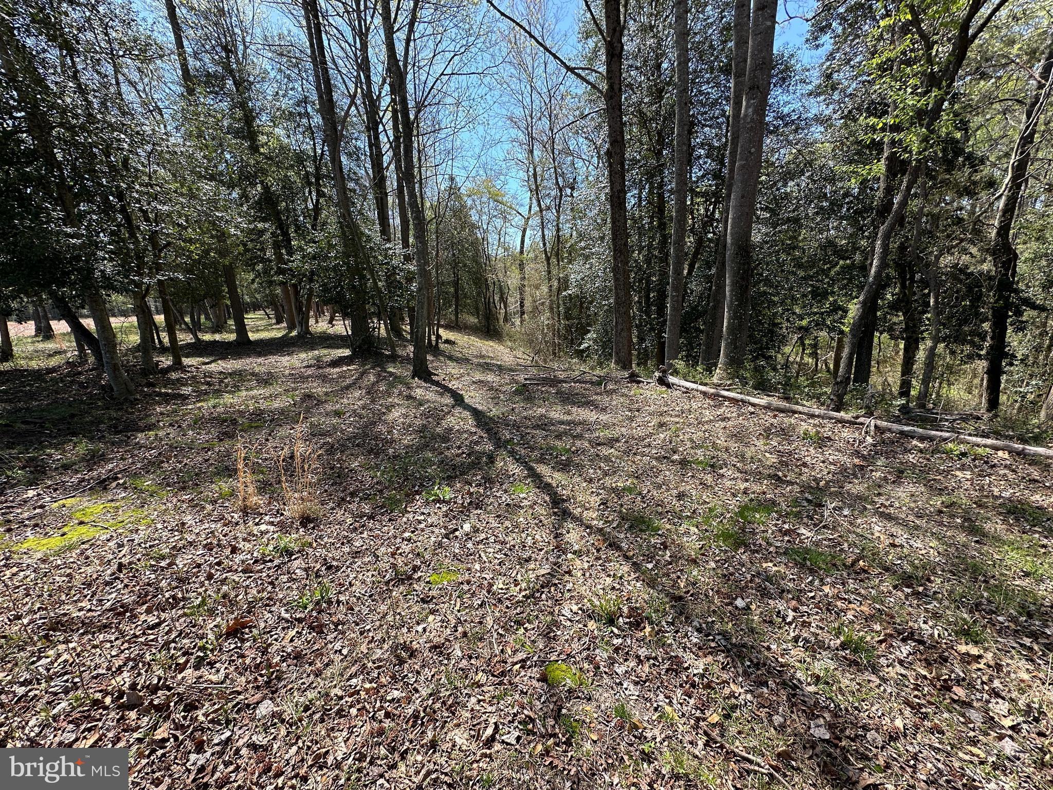 5113 River Road Hurlock, MD 21643 - Photo 51 of 54 Woods sloping down towards Marshy Hope Creek