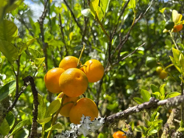 $530,000 | 15-1768 26th Avenue, Keaau, HI 96749