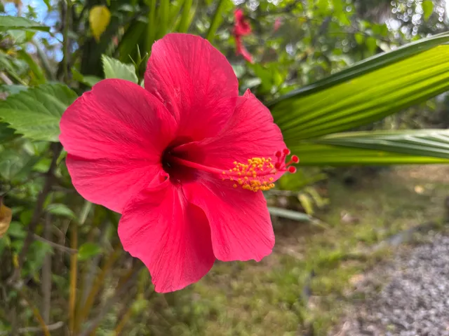 $530,000 | 15-1768 26th Avenue, Keaau, HI 96749